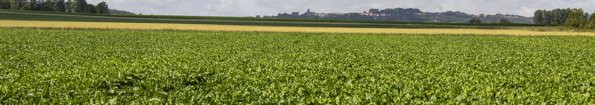 Accord trouvé sur le processus d’acquisition de Deleplanque, Strube et van Waveren par RAGT Semences