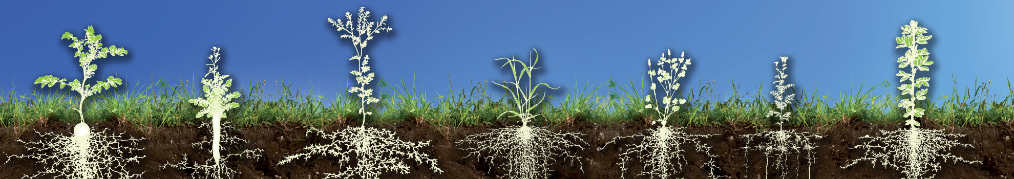 Soil health plants and crops