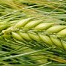 Winter barley