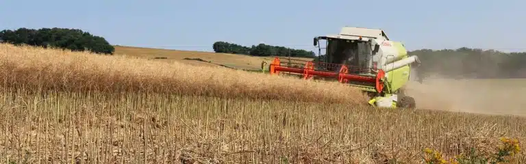 securiser le semis du colza pour gagner en robustesse