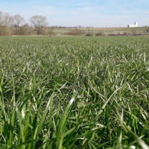 RGT MIX RENOV +