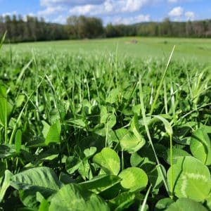 RGT MIX TREFLES BLANCS