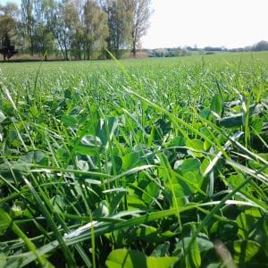 RGT STOX PROTEINE 3