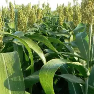 RGT-Ggalactic-sorgho-plante