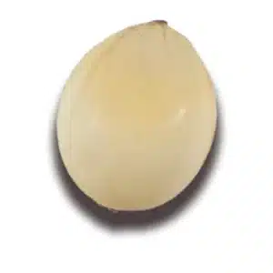 RGT-Icebergg-sorgho-grain-blanc
