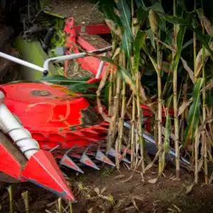 RGT-Paxxifonne-Maïs-silage