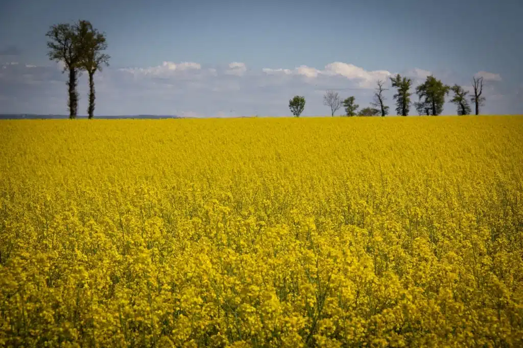 Gestion du phoma du colza : un enjeu crucial pour la durabilité des parcelles 2 RGT OZZONE Colza