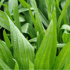 RGT PLANTAIN