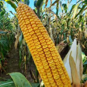 RGT-Exxtrali-Maïs-Grain
