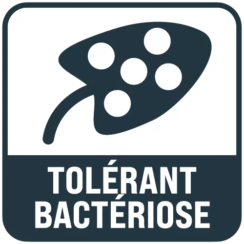 picto_tolérant_bactériose