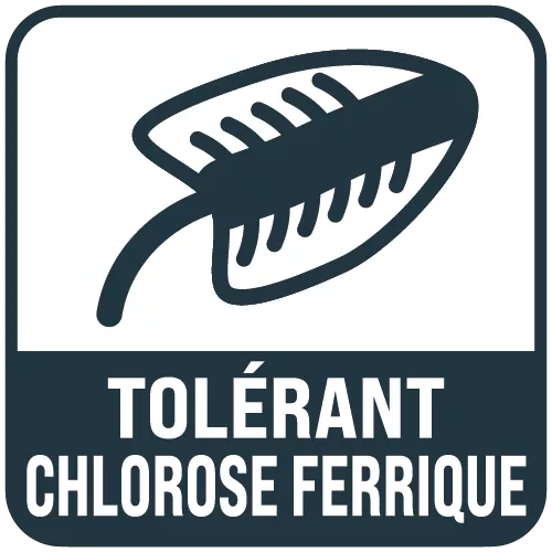 picto_tolérant_chlorose_ferrique