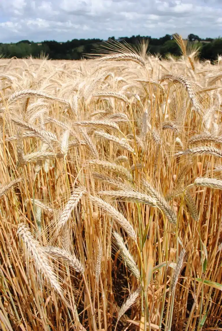 ragt triticale 2