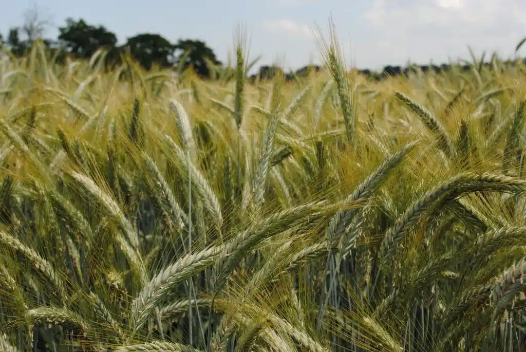 Le triticale : un atout pour vos exploitations et vos élevages 2 ragt triticale 5