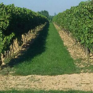 RGT NEMA VIGNE