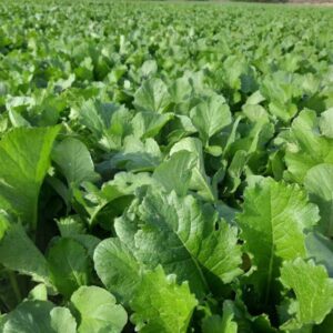 RGT SOL BIOFUM