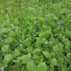 RGT SOL BRASSICA