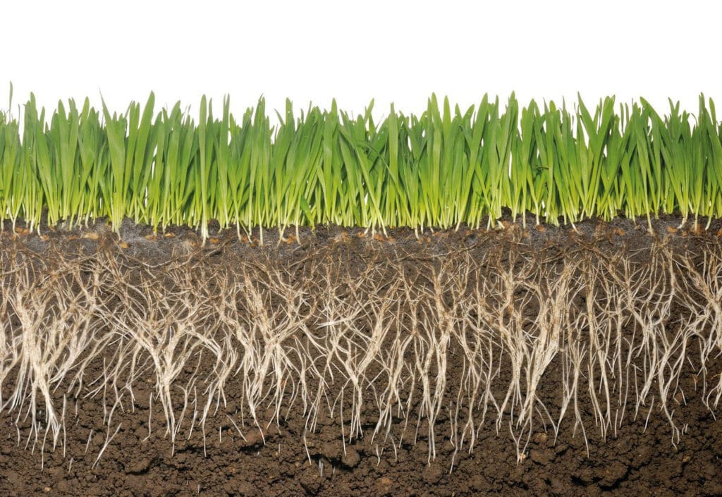 FertilisationSemisRAGT
