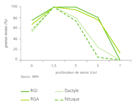 Graines levees semis