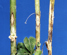 lanthracnose