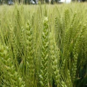 RGT KOESIO