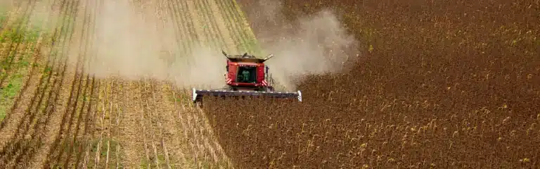 Le tournesol face aux stress hydrique et thermique