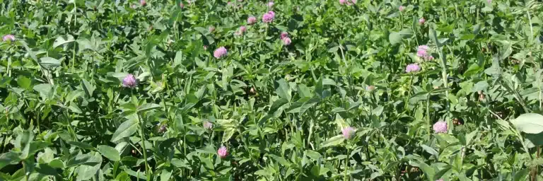 Le trefle violet l atout fourrager des jeunes prairies