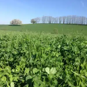 RGT MIX PROT 70