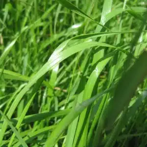 RGT IZANGAL