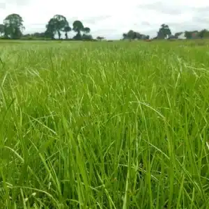 RGT PRISQUAL