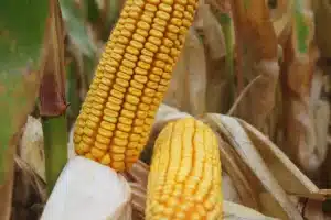 RGT LIPEXX BIO