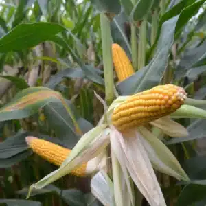 RGT-Maxxatac-BIO-mais-grain