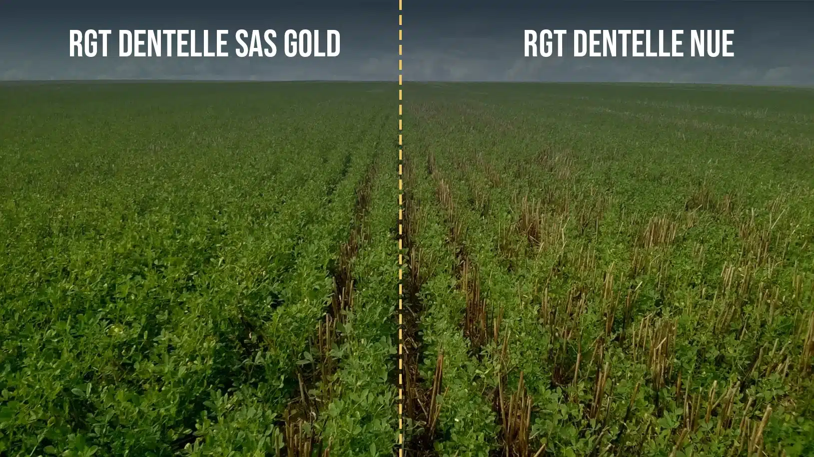 Lire la suite à propos de l’article S.A.S. Gold