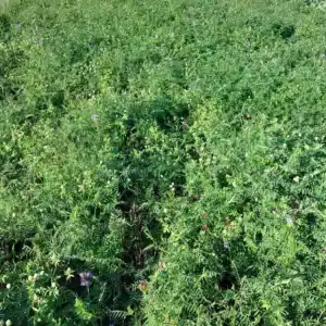 RGT SOL VICELIA