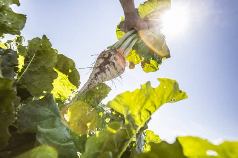 Sugar beet with light 200713 str 0734