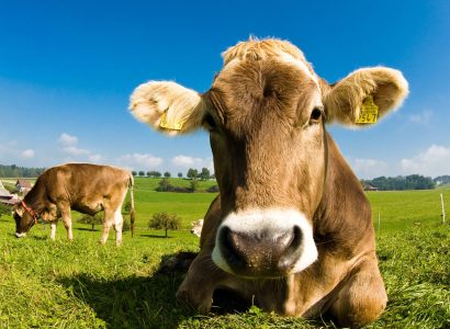 Happy swiss cow on green grass