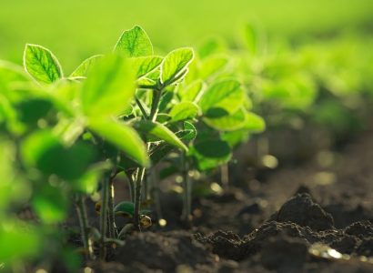 Young soybean plants growing in cultivated field, soybean rows in agricultural field in sunset, selective focus