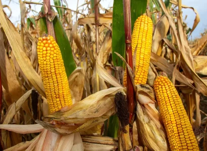 RGT-Auxkar-Maïs-denté