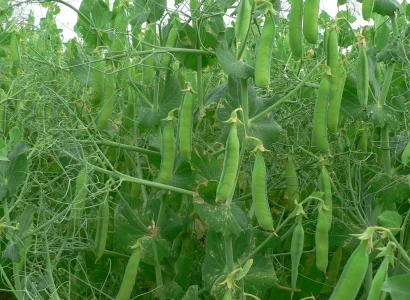 RGT-Carrington-pois-gousses