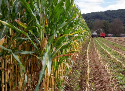 RGT-GEOXX-BIO-Mais-mais-grain