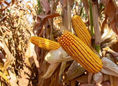 RGT-Irrideos-Maïs-Grain