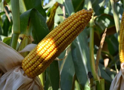 RGT-Ixabel-Maïs-Grain