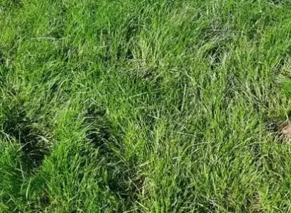 RGT KORRIGAL DVPT MAI