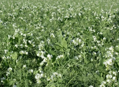 RGT-Orchestra-pois-champ