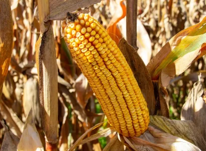 RGT-Rulaxxo-Mais-grain