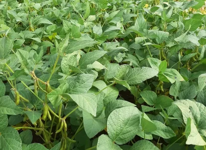 RGT-Sankara-soja-champ