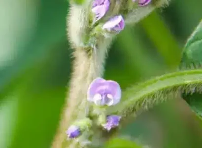 RGT-Sicilia-soja-fleur