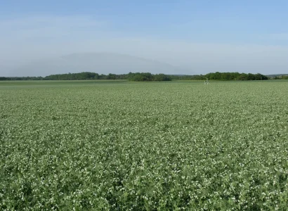 RGT-Symbios-pois-fleuri