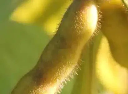 RGT-Suza-soja-gousse