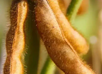 RGT-straviata-soja-gousse