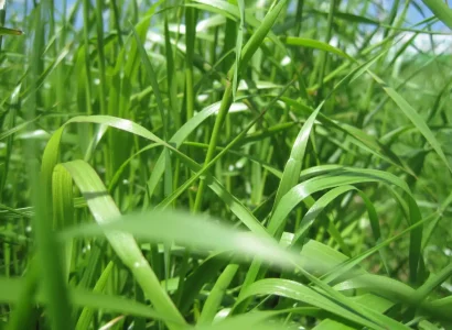 RGT_TOPICAL_fourrageres_ray_grass_1